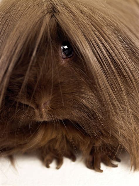 Long Haired Guinea Pig Close Up Photograph By Michael Blann