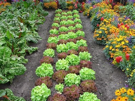 Quels Légumes Planter Les Uns à Côté Des Autres AUTOMASITES