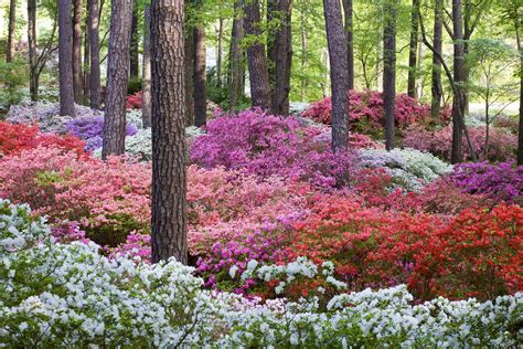 Blooming Of The World Famous Azaleas Has Arrived At Callaway Gardens