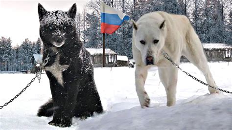 10 Insane Russian Dog Breeds