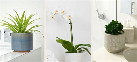 The Ultimate Guide To Bathroom Plants 11 Best Plants For Your Bathroom