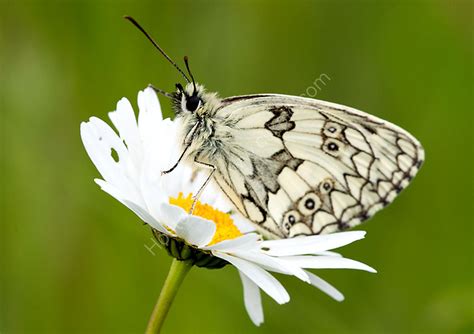 Male Marbled White Cate Barrow Photography