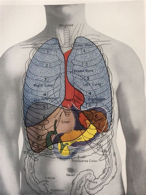 Antique 1920s Medical Diagram Scientific Print Human Anatomy Lungs