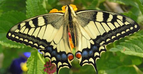 Die app schmetterling gestattet es, die am häufigsten gesehenen schmetterlinge (tagfalter und einige tagaktive nachtfalter) des alpenraumes (schweiz, süddeutschland, österreich) auf einfache art zu bestimmen. Schmetterlinge - Mein schöner Garten