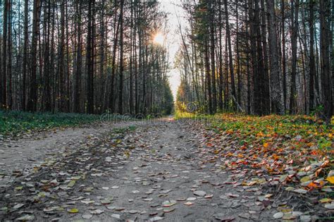 The Rays Of The Sun Falling On A Forest Road Stock Image Image Of