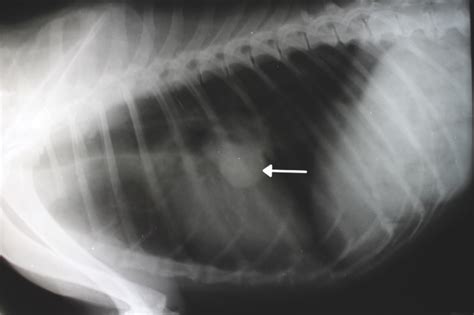 For ongoing treatment, you may need to visit your veterinary oncologist on a regular basis. ASK THE VET | Canine Lung Cancer Treatment | MACAU DAILY ...
