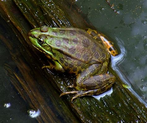Svjetski dan žaba Javna ustanova Nacionalni park Mljet