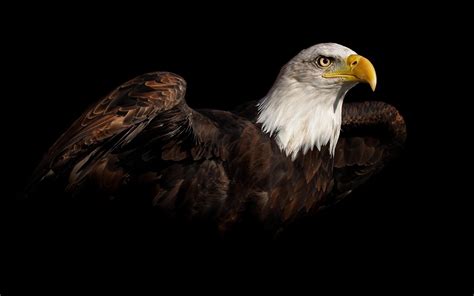 Eagle Wallpaper Pictures Hd Images Free Photos 4k For Android Apk Download