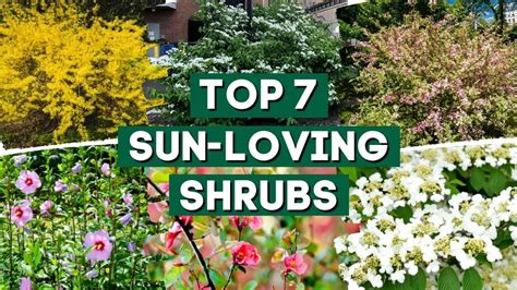 Top 7 Perfect Flowering Shrubs For Sunny Locations☀️ Sun Loving