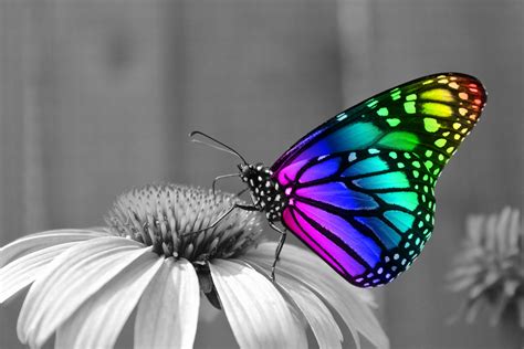 Download Butterfly Desktop Wallpaper Sf By Aoneill Desktop