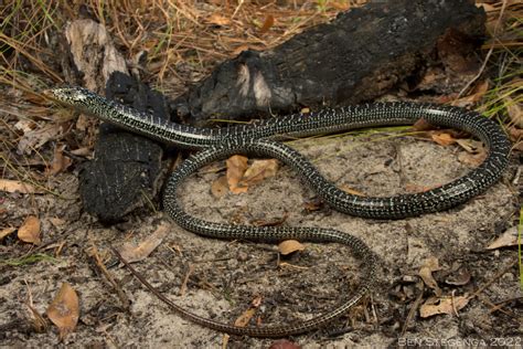 Catching Slender Glass Lizards While Trapping For Snakes The Orianne