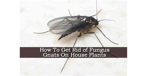 How To Get Rid Of Fungus Gnats On House Plants