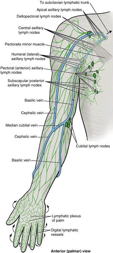 Lymph Nodes Paragon Physiotherapy Anatomy Of The Shoulder Elbow
