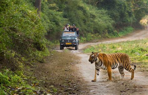 Satkosia Tiger Reserve Odisha Wildlife Sanctuary Timings Entry Fee