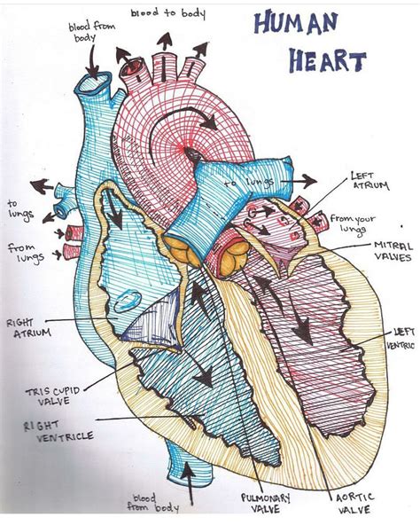 Human Heart Illustration Biology Notes Heart Diagram Heart Illustration