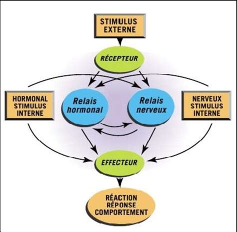 Schéma simplifié de la réponse à un facteur de stress (Toussaint, 2000 ...