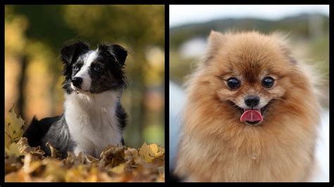 TOP 10 cutest dog breeds in the world, ranked (CUTENESS OVERLOAD)