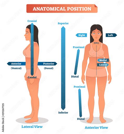 Anatomical Positions Vector Illustration Scheme Of Superior Inferior And Proximal Distal