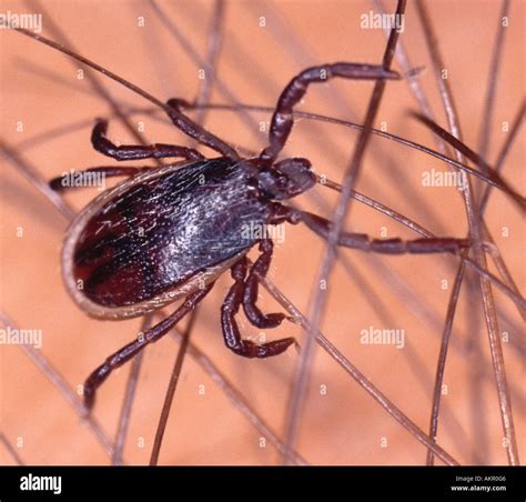 Black Legged Tick Hi Res Stock Photography And Images Alamy