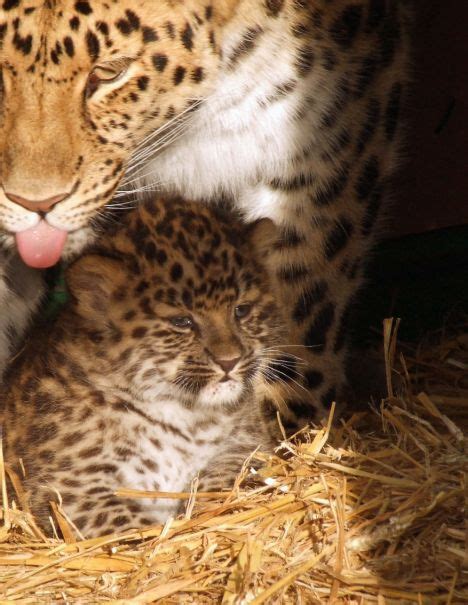 Rare Amur Leopard Babies Born At Wildlife Heritage Foundation Zooborns