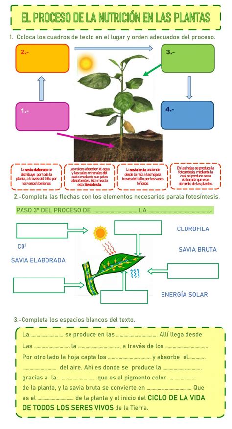 Ficha Online De La Nutrición De Las Plantas Para 4º 5º De Primaria