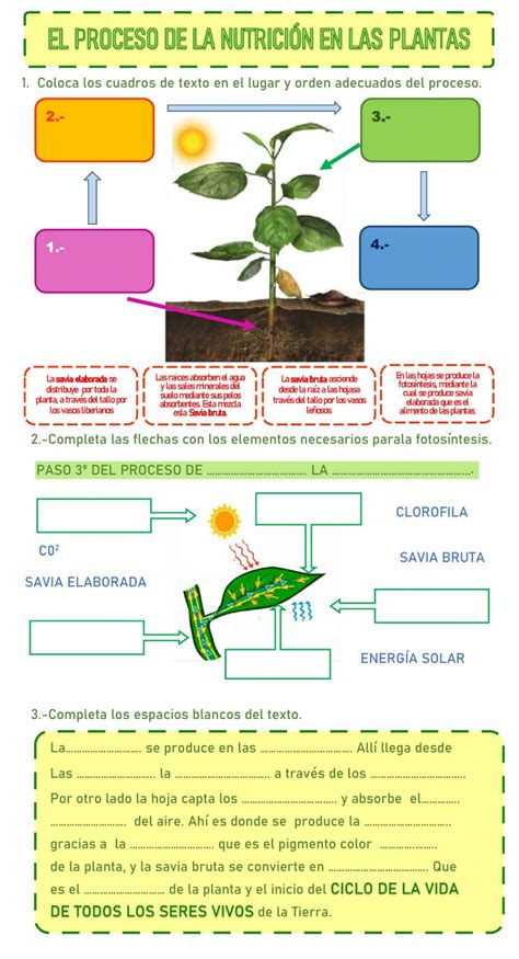 Ficha Online De La Nutrici N De Las Plantas Para De Primaria