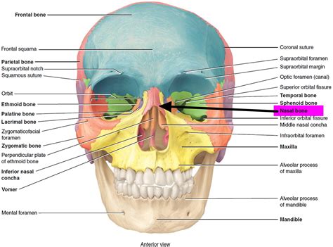 Nasal Bone Diagram
