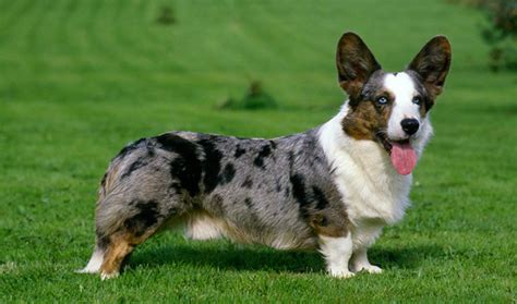 Minimum of 100 dogs earning titles with a minimum of 60 having earned prefix titles. 5 Dog Breeds That Can Have a Merle Coat | PetHelpful