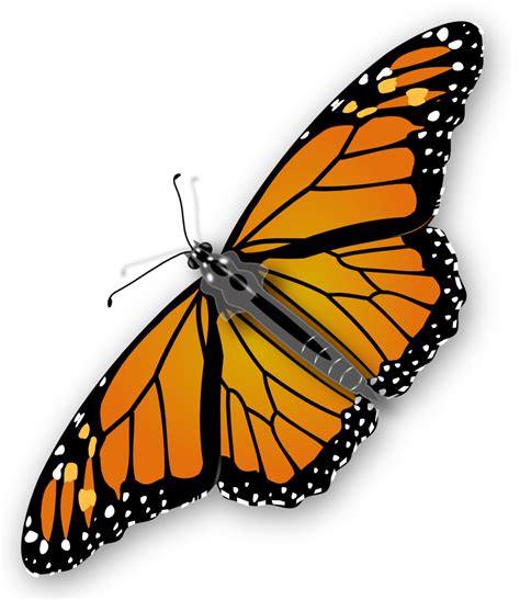 Orange Monarch Butterfly Drawing Free Image