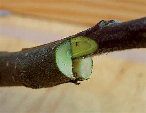 Grafting Techniques What Is Grafting