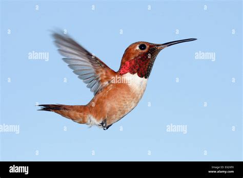 Male Allens Hummingbird In Flight Stock Photo Alamy