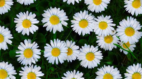Daisy Flower White Flower Wallpaper Resolution3840x2160 Id1122273
