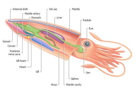 Squid Rocket Science Deep Sea News