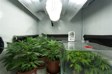Indoor Vs Outdoor Cannabis Growing Premium Seed Market Blog