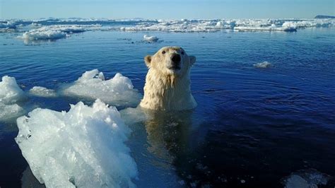 Polar Bear Shot Dead After Attacking Cruise Ship Guard Bbc News