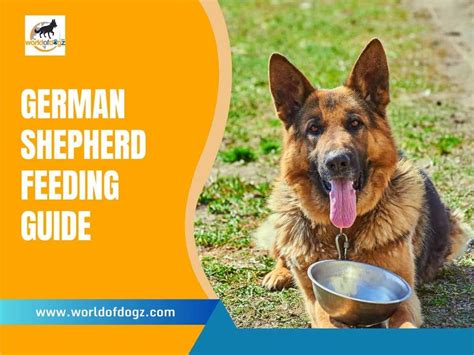German Shepherd Feeding Guide From Puppy To Adult World Of Dogz