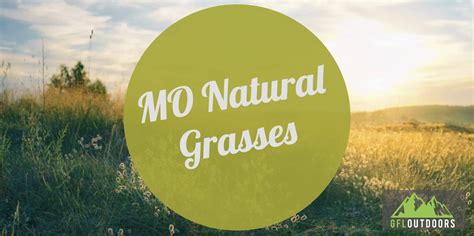 8 Grasses That Are Native To Missouri GFL Outdoors