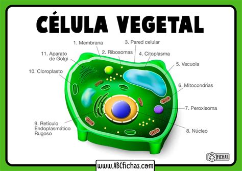 La Célula Vegetal Estructura Partes Y Funciones De La Célula Vegetal