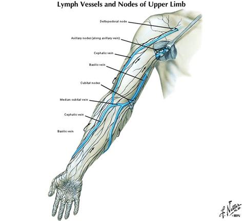 Lymph Vessels And Nodes Of Upper Limb Lymph Vessels Limb Medical