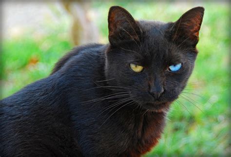 Fileodd Eyed Black Cat Looks At Viewer Wikimedia