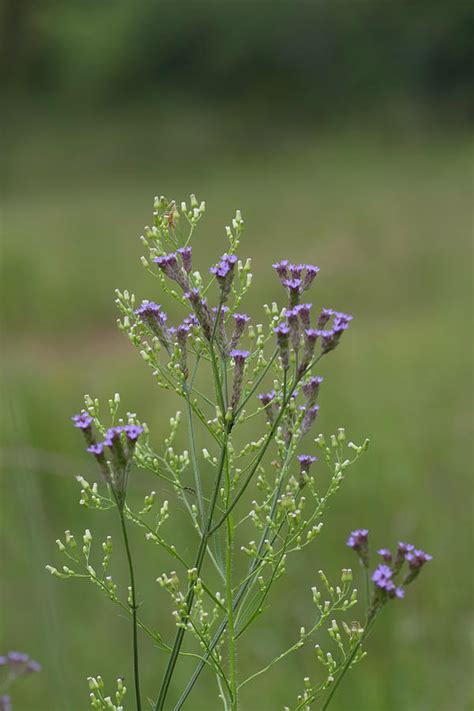 Delicate Lavender Verbena Wildflowers Photograph By Kathy Clark Fine