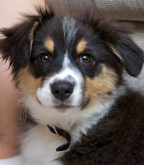 The price can vary depending on a number of. australian shepherd puppy wallpapers | Shepherd puppies ...