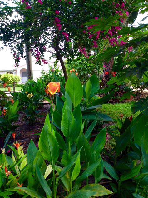 Pin By Amy Nelson On My Tropical Garden Florida Plants