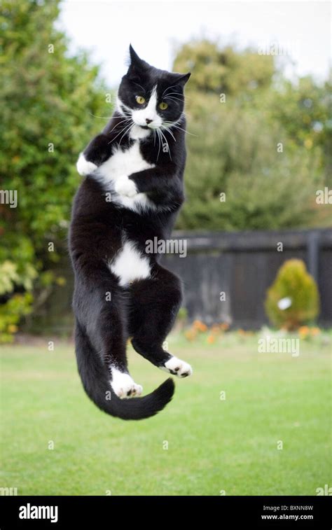 Jumping Cat Stock Photo Alamy