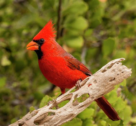 Male Northern Cardinal Cardinalis Photograph By Panoramic Images Fine
