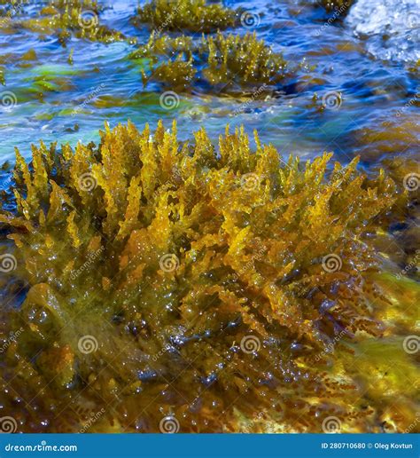 Laurencia Papillosa Rhodophyta Algae On Stones At The Water S Edge