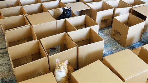 Owner Builds Epic Cardboard Maze For His Cats 6 Million Have Watched