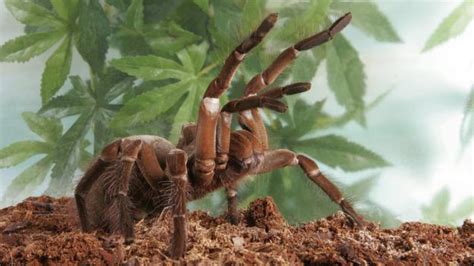 Bbc Earth The Worlds Largest Spider Is The Size Of A Dinner Plate