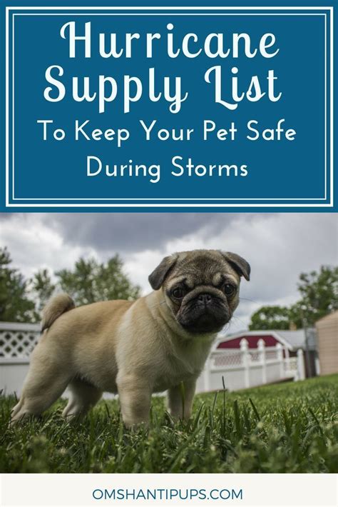 Helpful Tips To Keep Your Dog Safe And Happy During Hurricanes Om