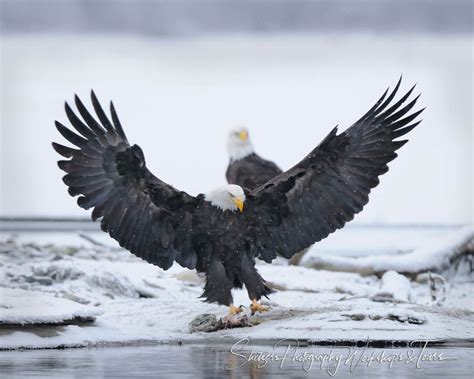 Bald Eagle Wings Spread During Landing Shetzers Photography